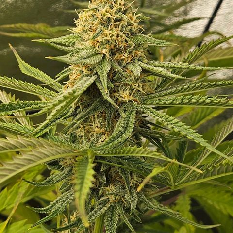 Red Wine growlog timeline photo