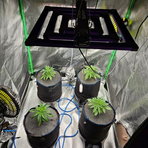 Red Wine & Candy Kush growlog photo: Autopot in Betrieb genommen
Plus 1l Wasser von oben
