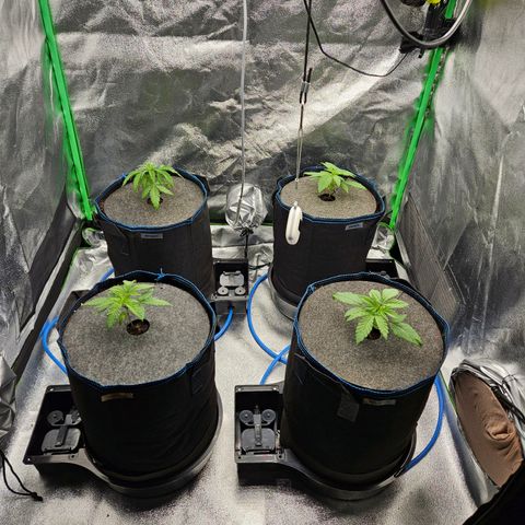 Red Wine & Candy Kush growlog photo: Umtopfen