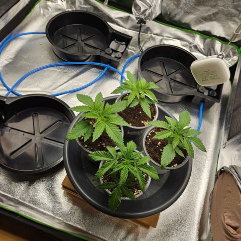 Red Wine & Candy Kush growlog photo: Umtopfen