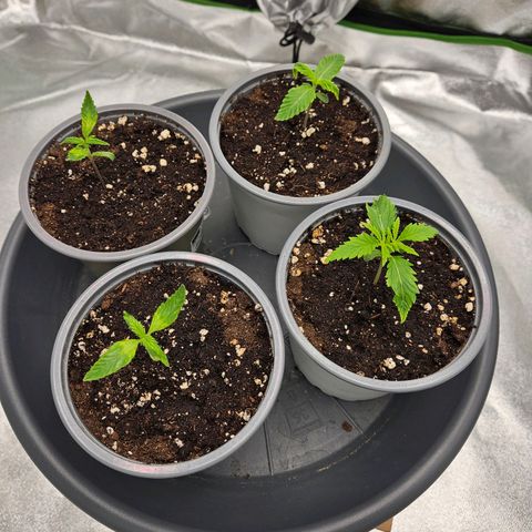 Red Wine & Candy Kush growlog timeline photo