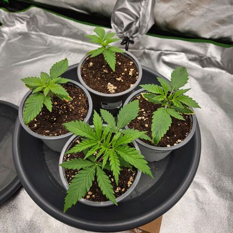 Red Wine & Candy Kush growlog timeline photo
