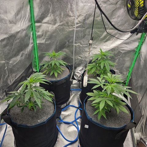 Red Wine & Candy Kush growlog timeline photo