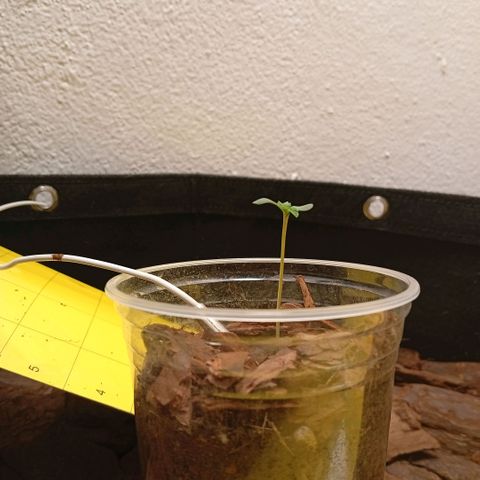 Botafumeiros growlog photo: ta crescendo legal.