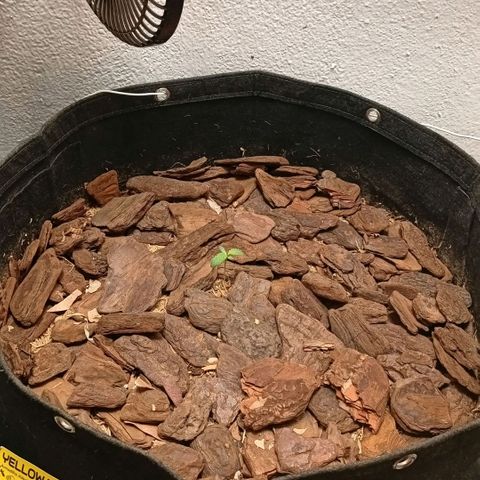 Botafumeiros growlog photo: Na ultima rega coloquei Yellowtrap pra capturar os gnats voadores. foram as 3 cheias dos dois lados tava feia a coisa. adicionei cerca de 3 dedos de folhas secas trituradas como cobertura de solo pra travar o ciclo dos gnats no solo. adicionei bokashi liquido + em5 no solo com 2L de agua. transplantei a planta pra o vaso final, ela recuperou em 1h. esta indo bem...