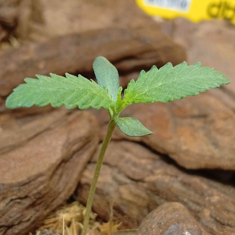 Botafumeiros growlog photo: Na ultima rega coloquei Yellowtrap pra capturar os gnats voadores. foram as 3 cheias dos dois lados tava feia a coisa. adicionei cerca de 3 dedos de folhas secas trituradas como cobertura de solo pra travar o ciclo dos gnats no solo. adicionei bokashi liquido + em5 no solo com 2L de agua. transplantei a planta pra o vaso final, ela recuperou em 1h. esta indo bem...