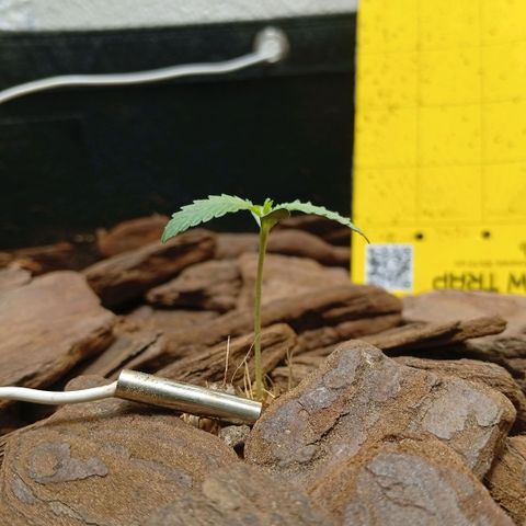 Botafumeiros growlog photo: Na ultima rega coloquei Yellowtrap pra capturar os gnats voadores. foram as 3 cheias dos dois lados tava feia a coisa. adicionei cerca de 3 dedos de folhas secas trituradas como cobertura de solo pra travar o ciclo dos gnats no solo. adicionei bokashi liquido + em5 no solo com 2L de agua. transplantei a planta pra o vaso final, ela recuperou em 1h. esta indo bem...