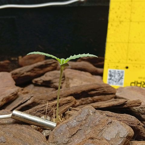 Botafumeiros growlog photo: Na ultima rega coloquei Yellowtrap pra capturar os gnats voadores. foram as 3 cheias dos dois lados tava feia a coisa. adicionei cerca de 3 dedos de folhas secas trituradas como cobertura de solo pra travar o ciclo dos gnats no solo. adicionei bokashi liquido + em5 no solo com 2L de agua. transplantei a planta pra o vaso final, ela recuperou em 1h. esta indo bem...