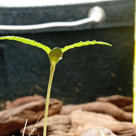 Botafumeiros growlog photo: Na ultima rega coloquei Yellowtrap pra capturar os gnats voadores. foram as 3 cheias dos dois lados tava feia a coisa. adicionei cerca de 3 dedos de folhas secas trituradas como cobertura de solo pra travar o ciclo dos gnats no solo. adicionei bokashi liquido + em5 no solo com 2L de agua. transplantei a planta pra o vaso final, ela recuperou em 1h. esta indo bem...
