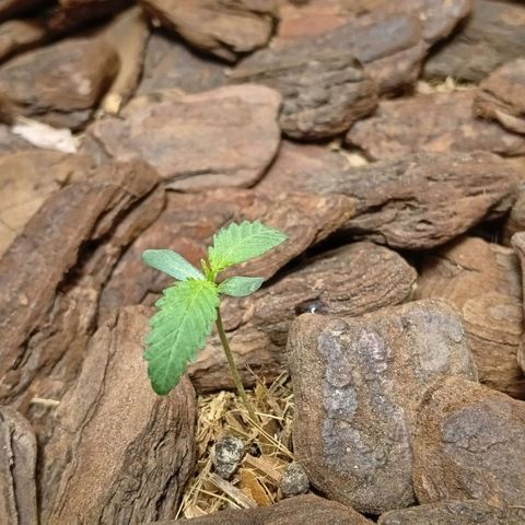 Botafumeiros growlog photo: Na ultima rega coloquei Yellowtrap pra capturar os gnats voadores. foram as 3 cheias dos dois lados tava feia a coisa. adicionei cerca de 3 dedos de folhas secas trituradas como cobertura de solo pra travar o ciclo dos gnats no solo. adicionei bokashi liquido + em5 no solo com 2L de agua. transplantei a planta pra o vaso final, ela recuperou em 1h. esta indo bem...