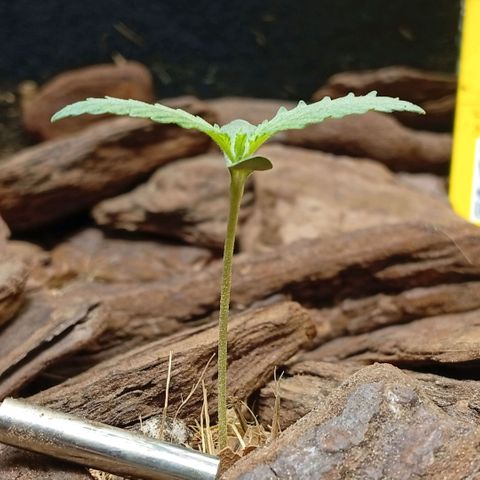 Botafumeiros growlog photo: Na ultima rega coloquei Yellowtrap pra capturar os gnats voadores. foram as 3 cheias dos dois lados tava feia a coisa. adicionei cerca de 3 dedos de folhas secas trituradas como cobertura de solo pra travar o ciclo dos gnats no solo. adicionei bokashi liquido + em5 no solo com 2L de agua. transplantei a planta pra o vaso final, ela recuperou em 1h. esta indo bem...