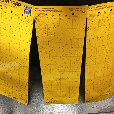 Botafumeiros growlog photo: Na ultima rega coloquei Yellowtrap pra capturar os gnats voadores. foram as 3 cheias dos dois lados tava feia a coisa. adicionei cerca de 3 dedos de folhas secas trituradas como cobertura de solo pra travar o ciclo dos gnats no solo. adicionei bokashi liquido + em5 no solo com 2L de agua. transplantei a planta pra o vaso final, ela recuperou em 1h. esta indo bem...