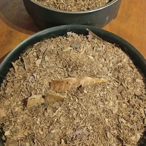 Botafumeiros growlog photo: Na ultima rega coloquei Yellowtrap pra capturar os gnats voadores. foram as 3 cheias dos dois lados tava feia a coisa. adicionei cerca de 3 dedos de folhas secas trituradas como cobertura de solo pra travar o ciclo dos gnats no solo. adicionei bokashi liquido + em5 no solo com 2L de agua. transplantei a planta pra o vaso final, ela recuperou em 1h. esta indo bem...