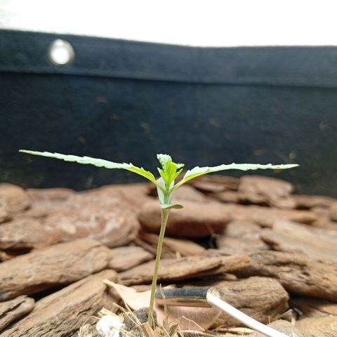 Botafumeiros growlog photo: ppdf = 400 