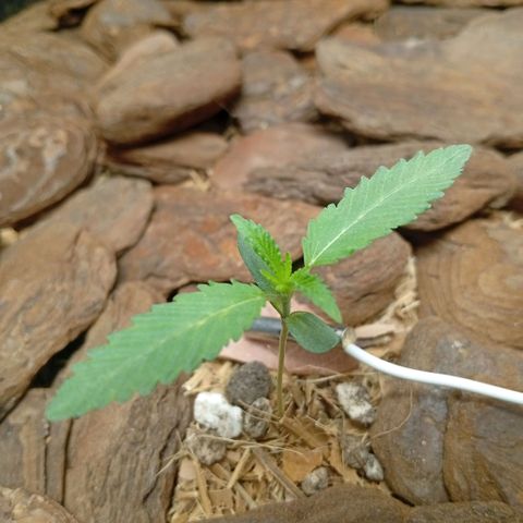 Botafumeiros growlog photo: ppdf = 400 