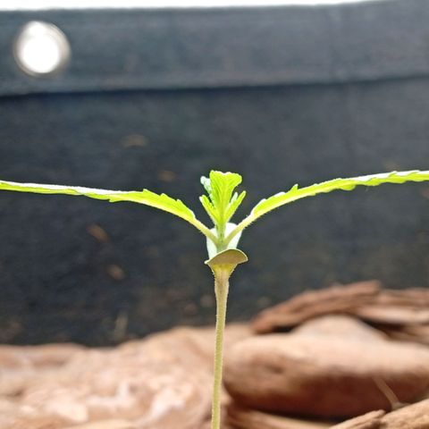 Botafumeiros growlog photo: ppdf = 400 
