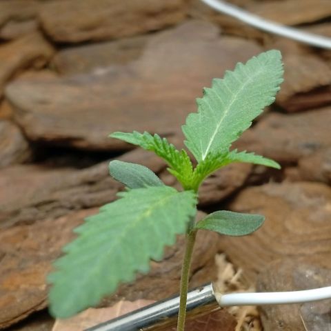 Botafumeiros growlog photo: ppdf = 400 