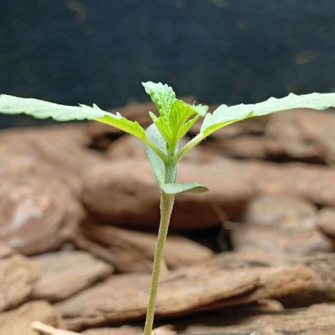 Botafumeiros growlog photo: ppdf = 400 