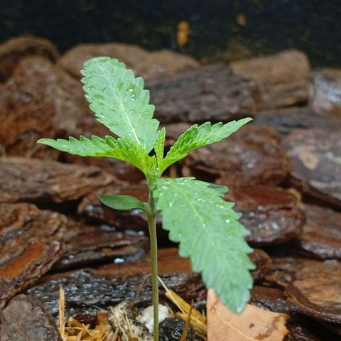 Botafumeiros growlog photo: rega foliar borrifador