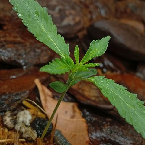 Botafumeiros growlog photo: rega foliar borrifador
