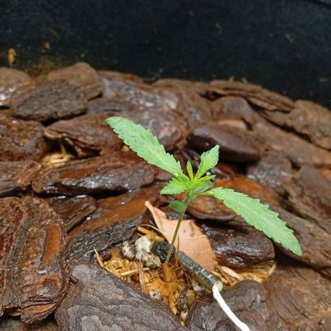 Botafumeiros growlog photo: rega foliar borrifador