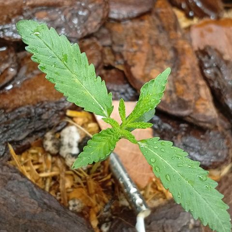 Botafumeiros growlog photo: rega foliar borrifador
