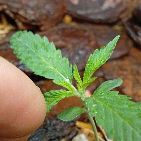 Botafumeiros growlog photo: rega foliar borrifador