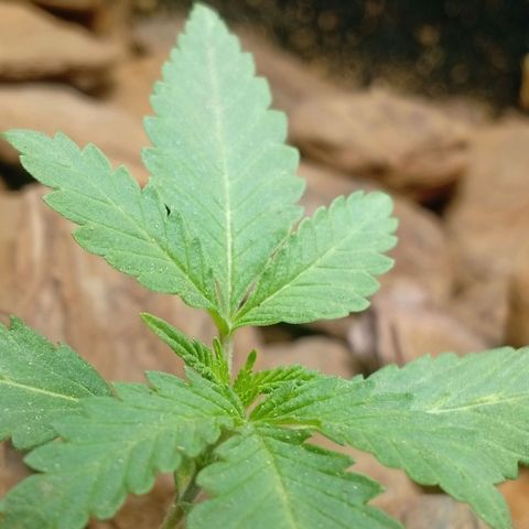 Botafumeiros growlog photo: rega de 1l com bokashi