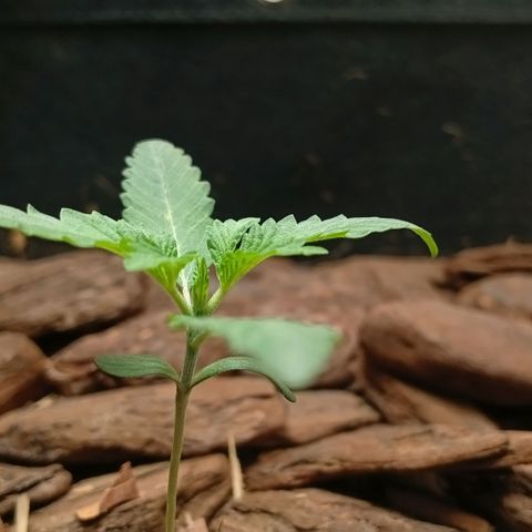 Botafumeiros growlog photo: rega de 1l com bokashi