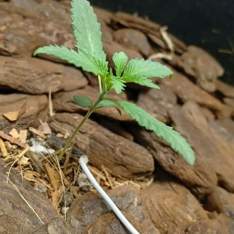 Botafumeiros growlog photo: rega de 1l com bokashi