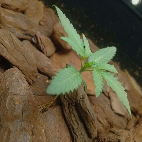 Botafumeiros growlog photo: rega de 1l com bokashi