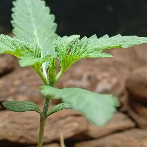 Botafumeiros growlog photo: rega de 1l com bokashi