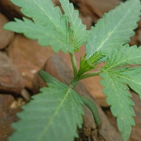 Botafumeiros growlog photo: rega de 1l com bokashi