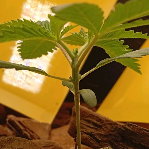 Botafumeiros growlog photo: poda top no 4º nó