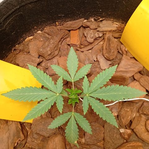 Botafumeiros growlog photo: rega de 1L com bokashi, poda do primeiro par de folhas depois das folhinhas. LST - low stress training nos 4 lados da planta pra rebaixar e entrar mais luz no caule