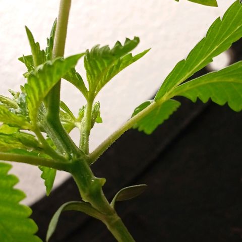 Botafumeiros growlog photo: rega de 1L com bokashi, poda do primeiro par de folhas depois das folhinhas. LST - low stress training nos 4 lados da planta pra rebaixar e entrar mais luz no caule