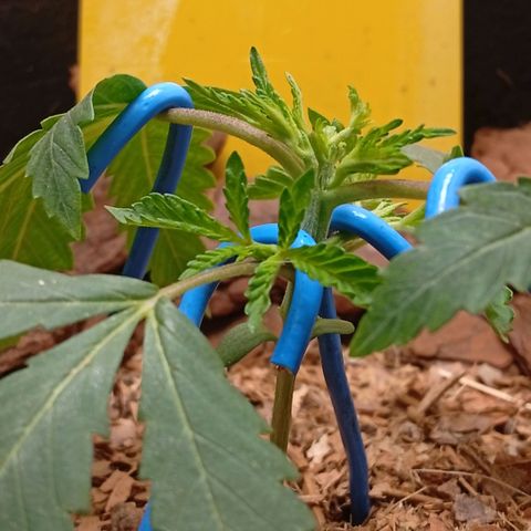 Botafumeiros growlog photo: rega de 1L com bokashi, poda do primeiro par de folhas depois das folhinhas. LST - low stress training nos 4 lados da planta pra rebaixar e entrar mais luz no caule
