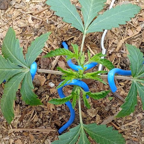 Botafumeiros growlog photo: rega de 1L com bokashi, poda do primeiro par de folhas depois das folhinhas. LST - low stress training nos 4 lados da planta pra rebaixar e entrar mais luz no caule