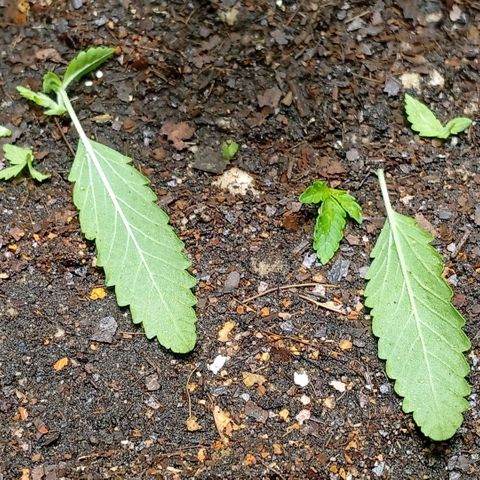 Botafumeiros growlog photo: rega de 1L com bokashi, poda do primeiro par de folhas depois das folhinhas. LST - low stress training nos 4 lados da planta pra rebaixar e entrar mais luz no caule