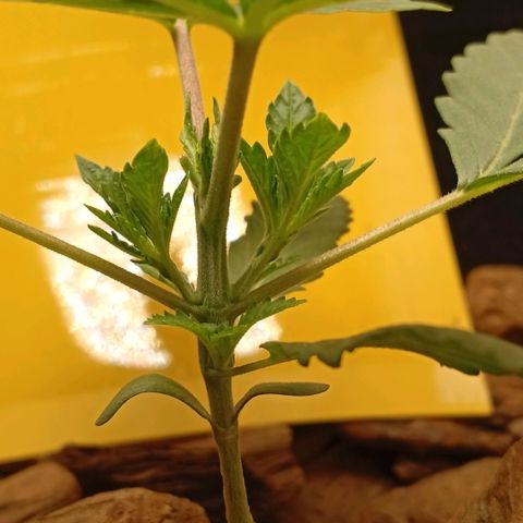 Botafumeiros growlog photo: rega de 1L com bokashi, poda do primeiro par de folhas depois das folhinhas. LST - low stress training nos 4 lados da planta pra rebaixar e entrar mais luz no caule