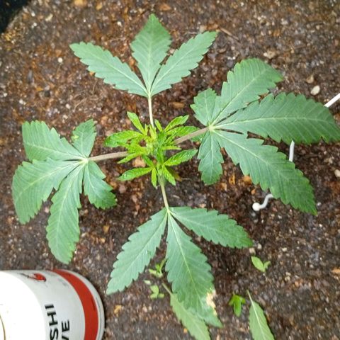 Botafumeiros growlog photo: rega de 1L com bokashi, poda do primeiro par de folhas depois das folhinhas. LST - low stress training nos 4 lados da planta pra rebaixar e entrar mais luz no caule