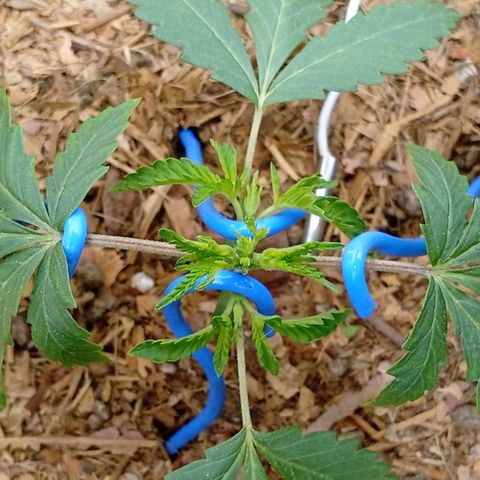 Botafumeiros growlog photo: rega de 1L com bokashi, poda do primeiro par de folhas depois das folhinhas. LST - low stress training nos 4 lados da planta pra rebaixar e entrar mais luz no caule