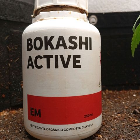 Botafumeiros growlog photo: rega de 1L com bokashi, poda do primeiro par de folhas depois das folhinhas. LST - low stress training nos 4 lados da planta pra rebaixar e entrar mais luz no caule