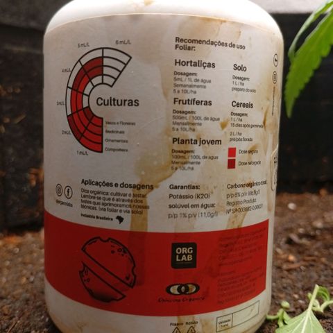 Botafumeiros growlog photo: rega de 1L com bokashi, poda do primeiro par de folhas depois das folhinhas. LST - low stress training nos 4 lados da planta pra rebaixar e entrar mais luz no caule