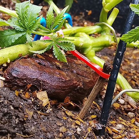 Botafumeiros growlog photo: poda + lst + rega com bokashi.