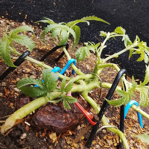 Botafumeiros growlog photo: poda + lst + rega com bokashi.