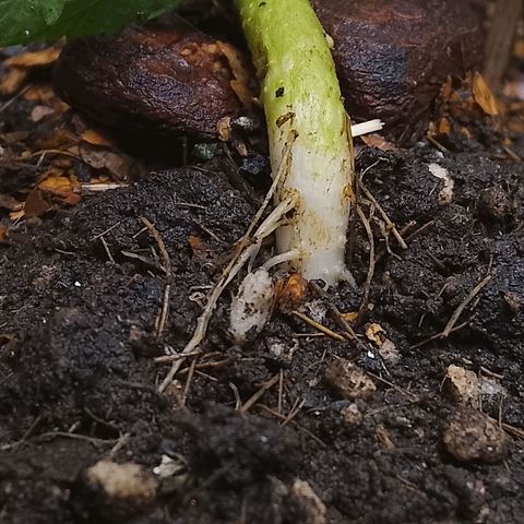 Botafumeiros growlog photo: poda + lst + rega com bokashi.