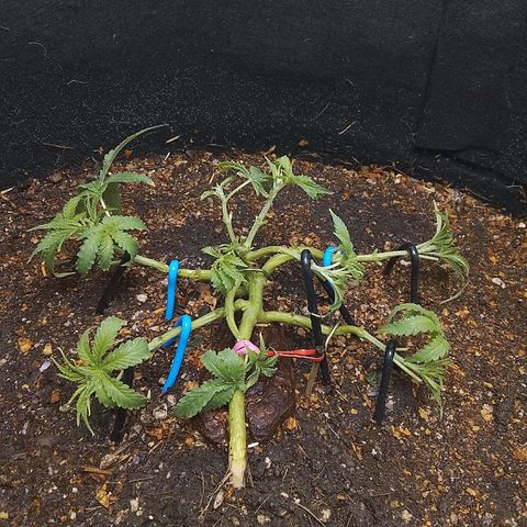 Botafumeiros growlog photo: poda + lst + rega com bokashi.