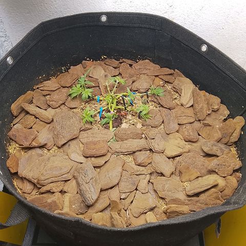 Botafumeiros growlog photo: poda + lst + rega com bokashi.