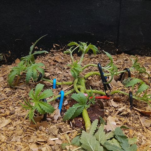 Botafumeiros growlog photo: poda + lst + rega com bokashi.